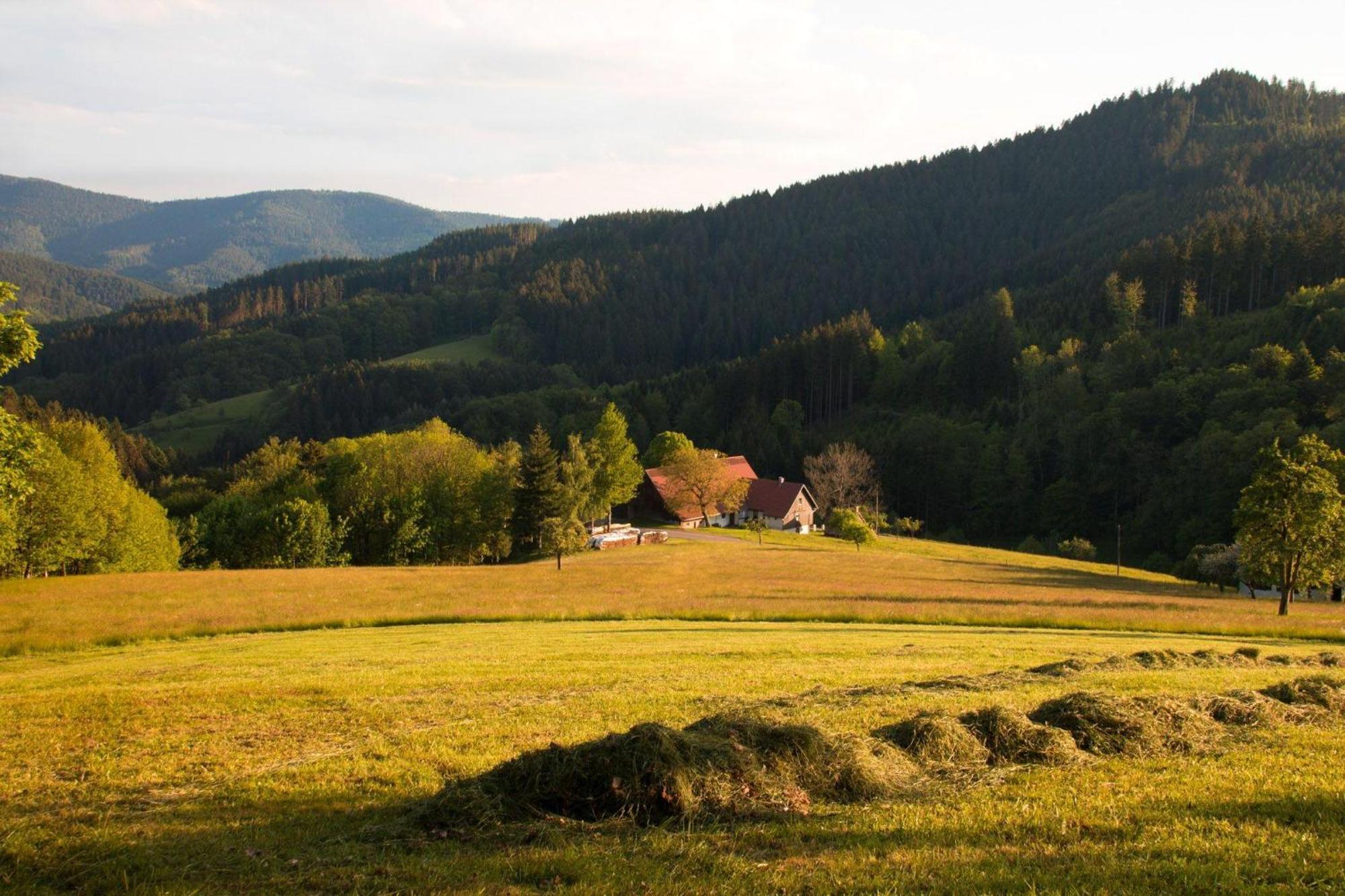 Ferienwohnung Am Kapellenberg - Am Rande Des Nationalparks Schwarzwald Bad Peterstal-Griesbach Luaran gambar