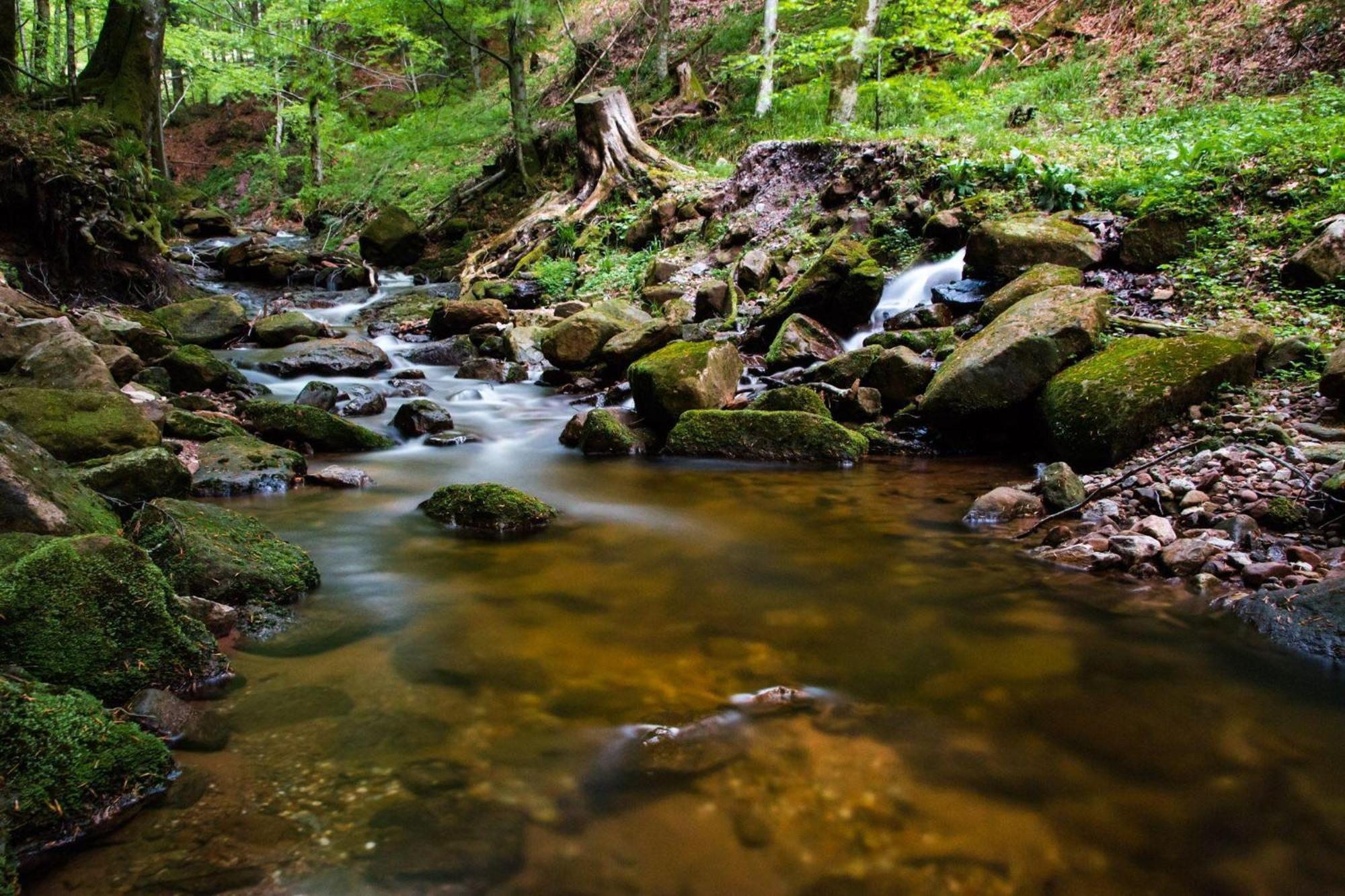 Ferienwohnung Am Kapellenberg - Am Rande Des Nationalparks Schwarzwald Bad Peterstal-Griesbach Luaran gambar